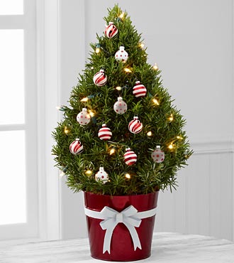 rosemary-tree