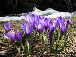 6-purple-crocus